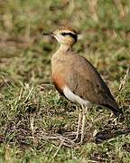 Temminck's Courser