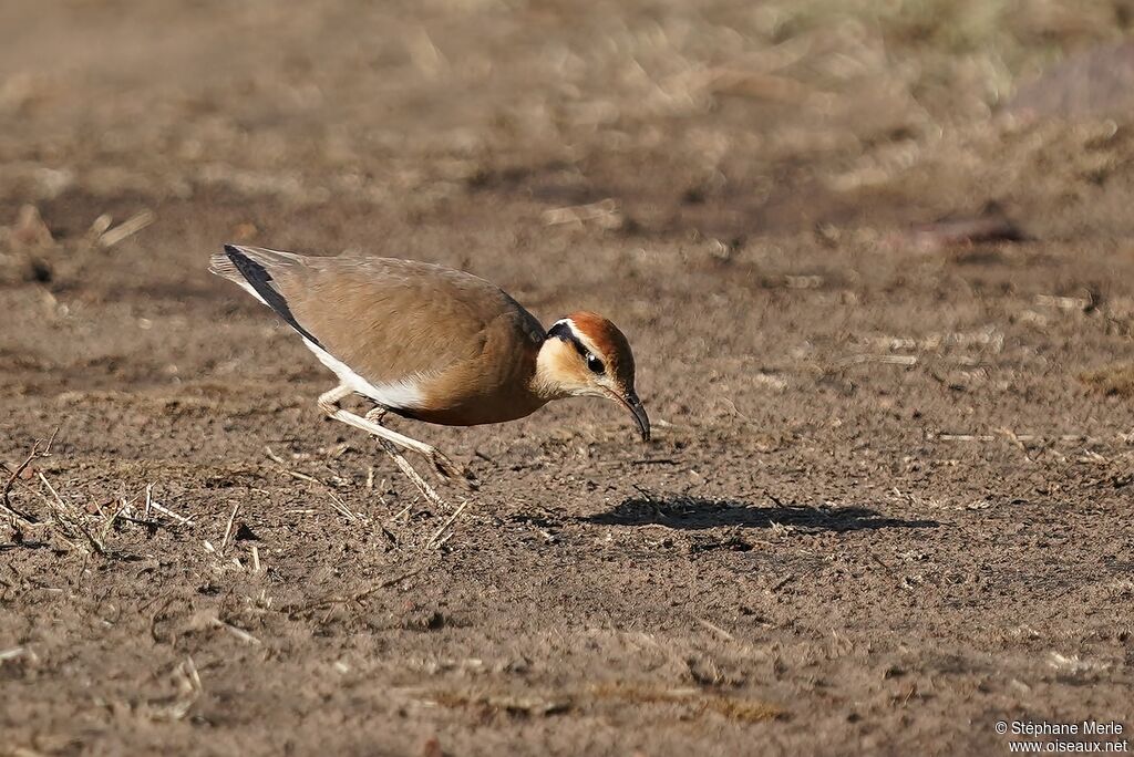 Temminck's Courser