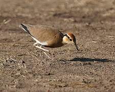 Temminck's Courser