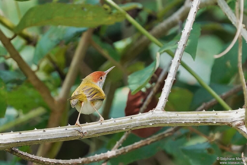 Dark-necked Tailorbirdadult