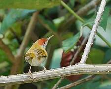 Dark-necked Tailorbird