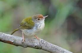 Common Tailorbird