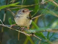 Common Tailorbird