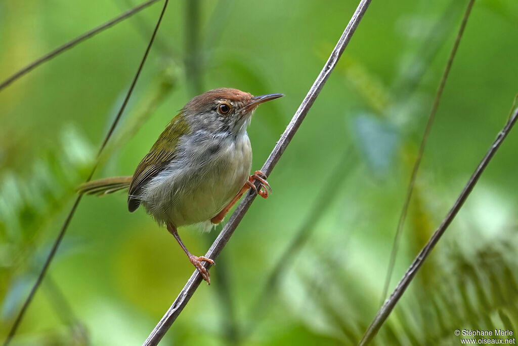 Couturière à longue queue