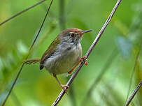 Couturière à longue queue