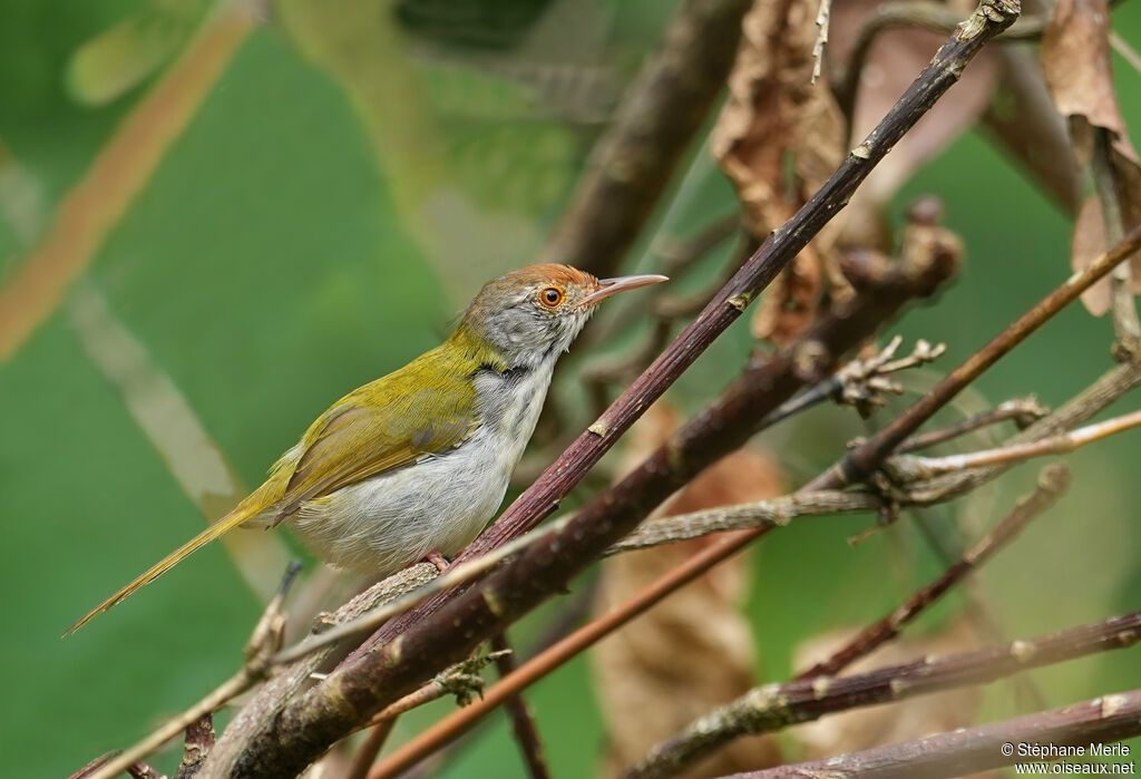 Couturière à longue queue
