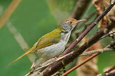 Couturière à longue queue