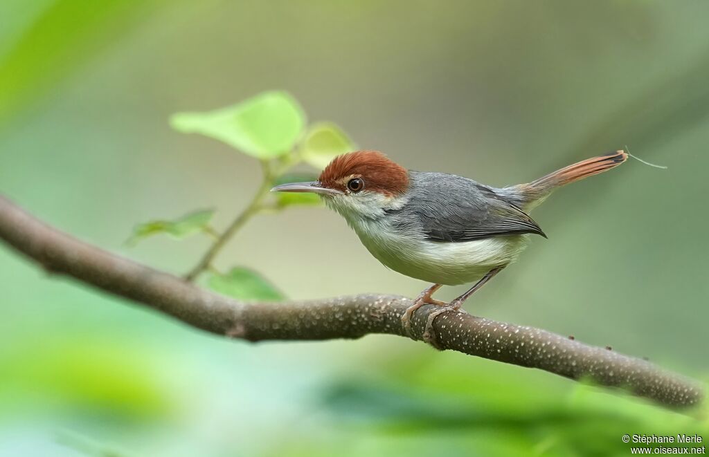 Couturière à queue rousse