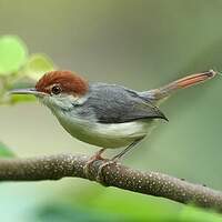 Couturière à queue rousse