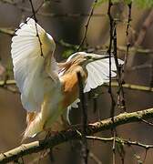 Squacco Heron