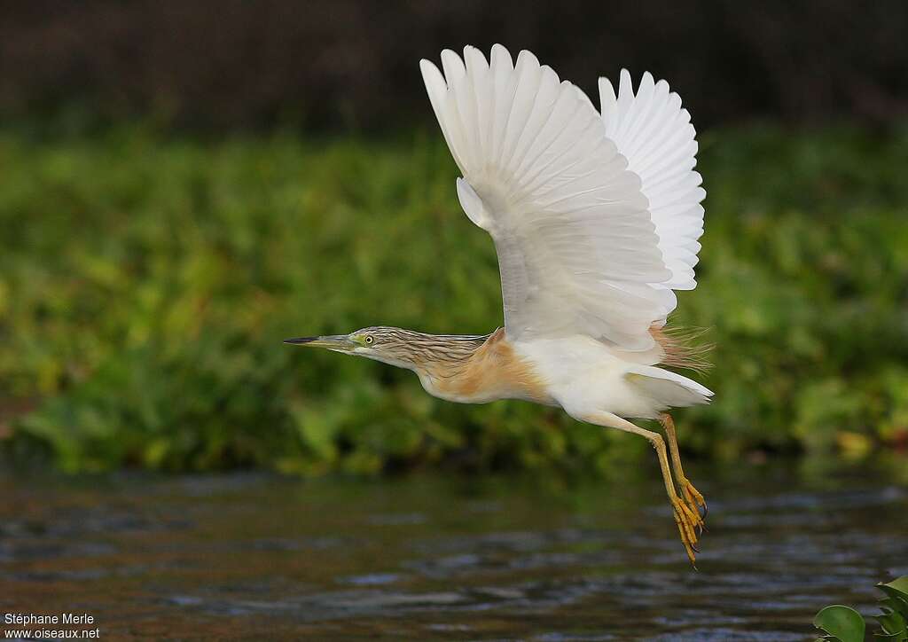 Squacco Heronadult breeding, pigmentation, Flight