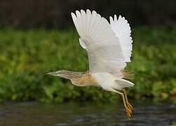 Squacco Heron