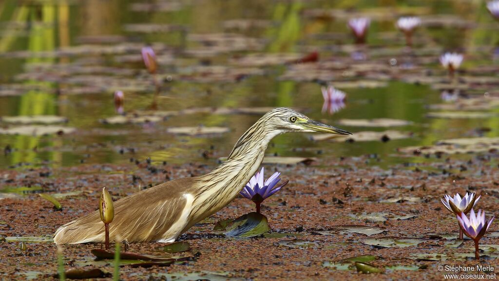 Squacco Heron