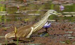 Squacco Heron