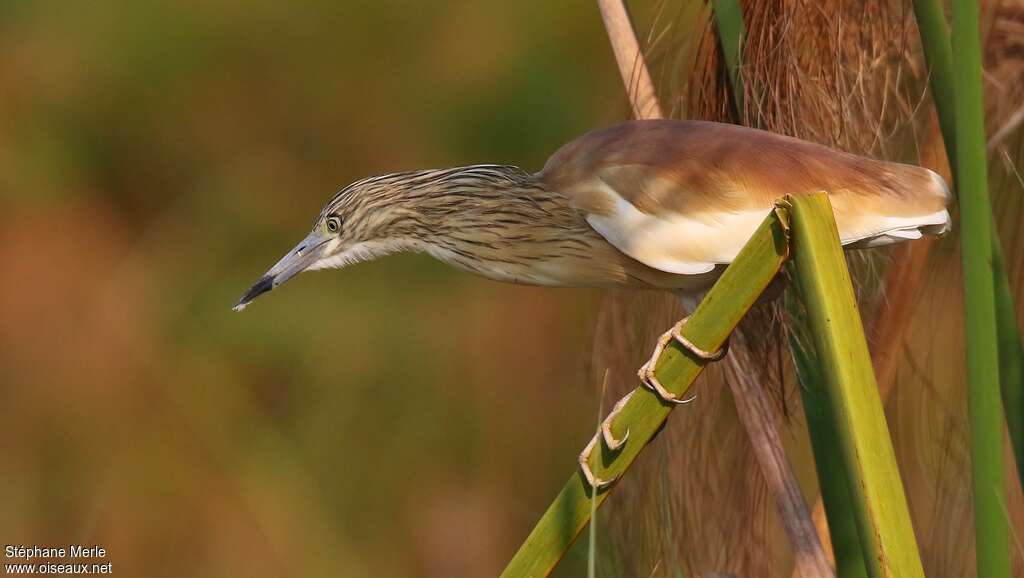 Squacco Heronadult breeding, Behaviour