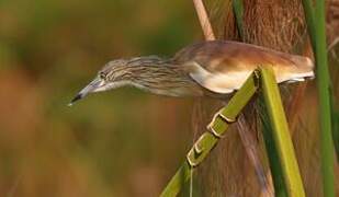 Squacco Heron