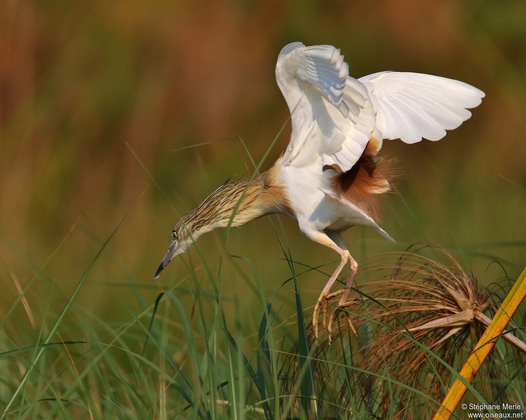 Squacco Heron