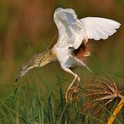 Squacco Heron