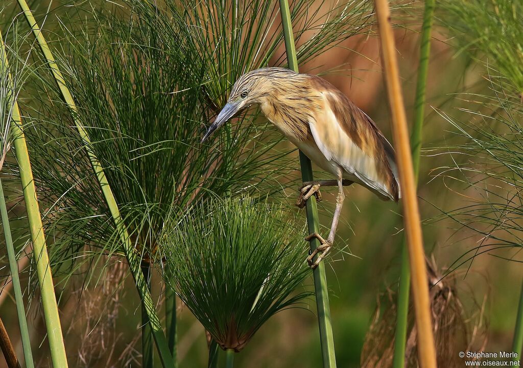 Crabier chevelu