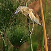 Squacco Heron