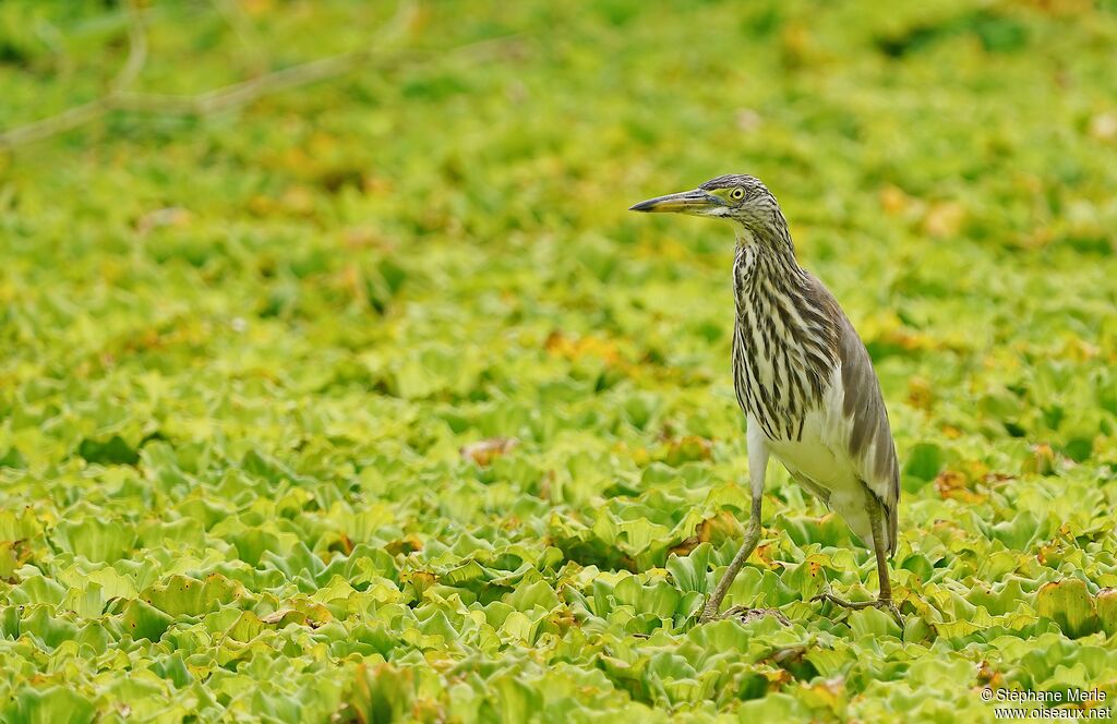 Chinese Pond Heronadult post breeding