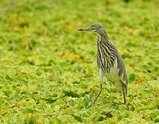 Chinese Pond Heron