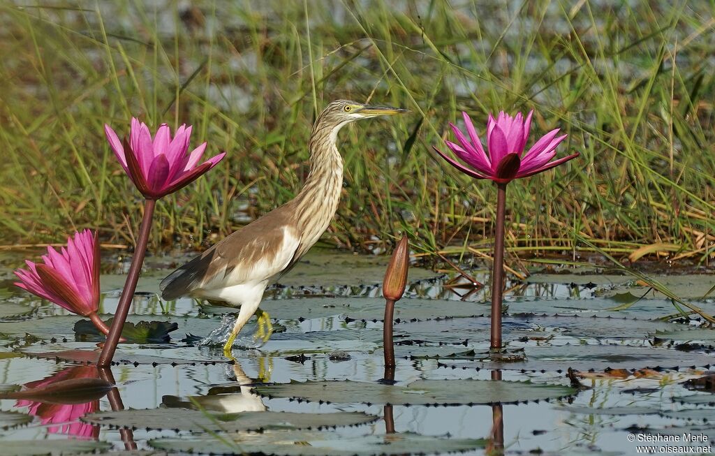 Chinese Pond Heron