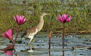 Chinese Pond Heron