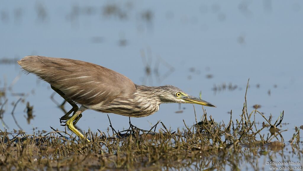 Indian Pond Heronadult post breeding