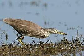 Indian Pond Heron