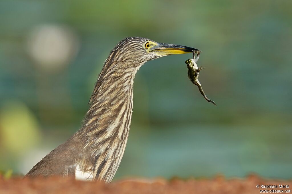 Indian Pond Heron