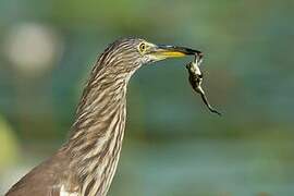 Indian Pond Heron