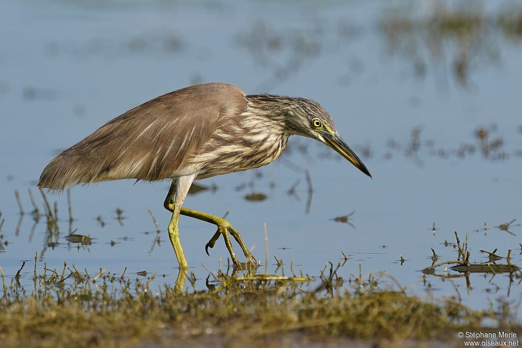 Indian Pond Heronadult post breeding