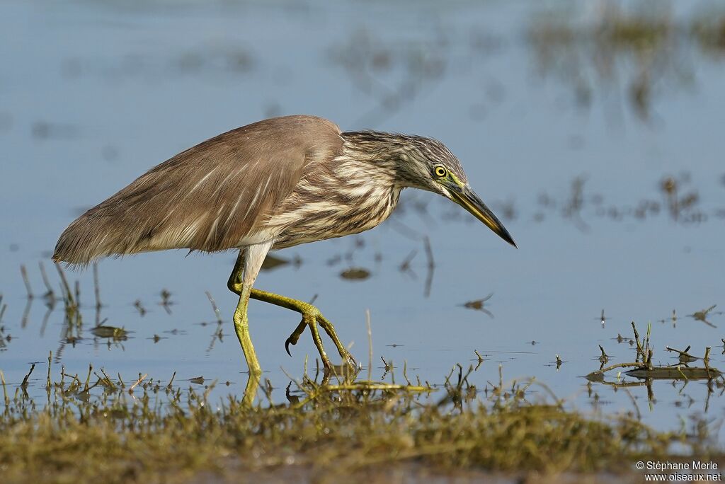 Indian Pond Heronadult post breeding