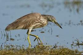 Indian Pond Heron