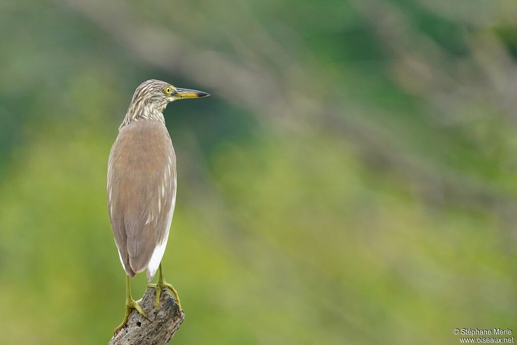 Javan Pond Heronadult post breeding