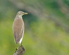 Javan Pond Heron