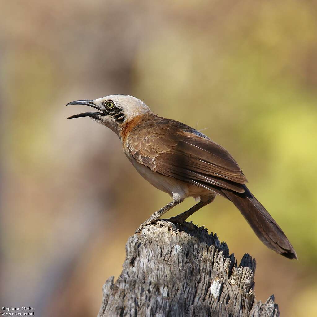 Bare-cheeked Babbleradult, identification