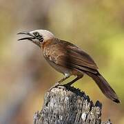 Bare-cheeked Babbler