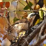 Bare-cheeked Babbler