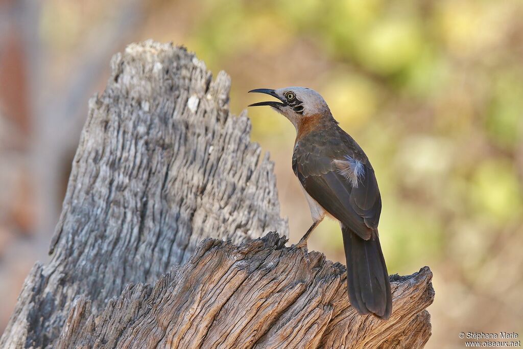 Bare-cheeked Babbleradult