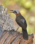 Bare-cheeked Babbler