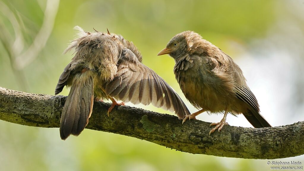 Yellow-billed Babbleradult