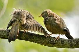 Yellow-billed Babbler