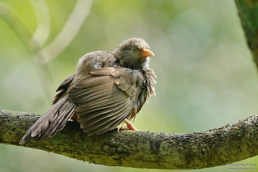 Yellow-billed Babbleradult