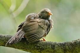 Yellow-billed Babbler