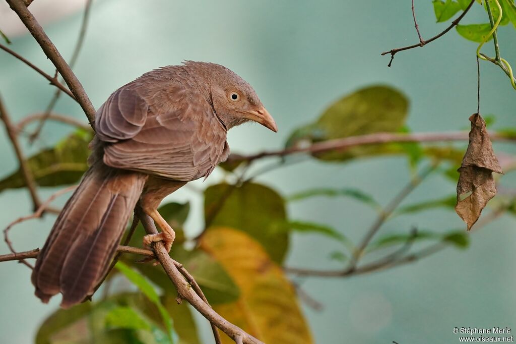 Yellow-billed Babbler