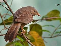 Yellow-billed Babbler