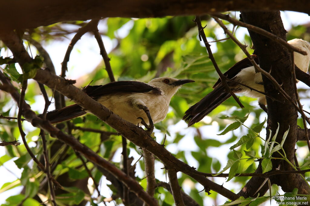 Southern Pied Babbler