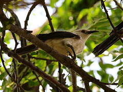 Southern Pied Babbler